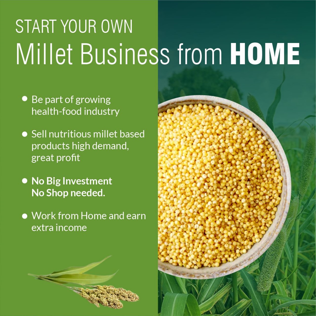 millet Business Opportunity